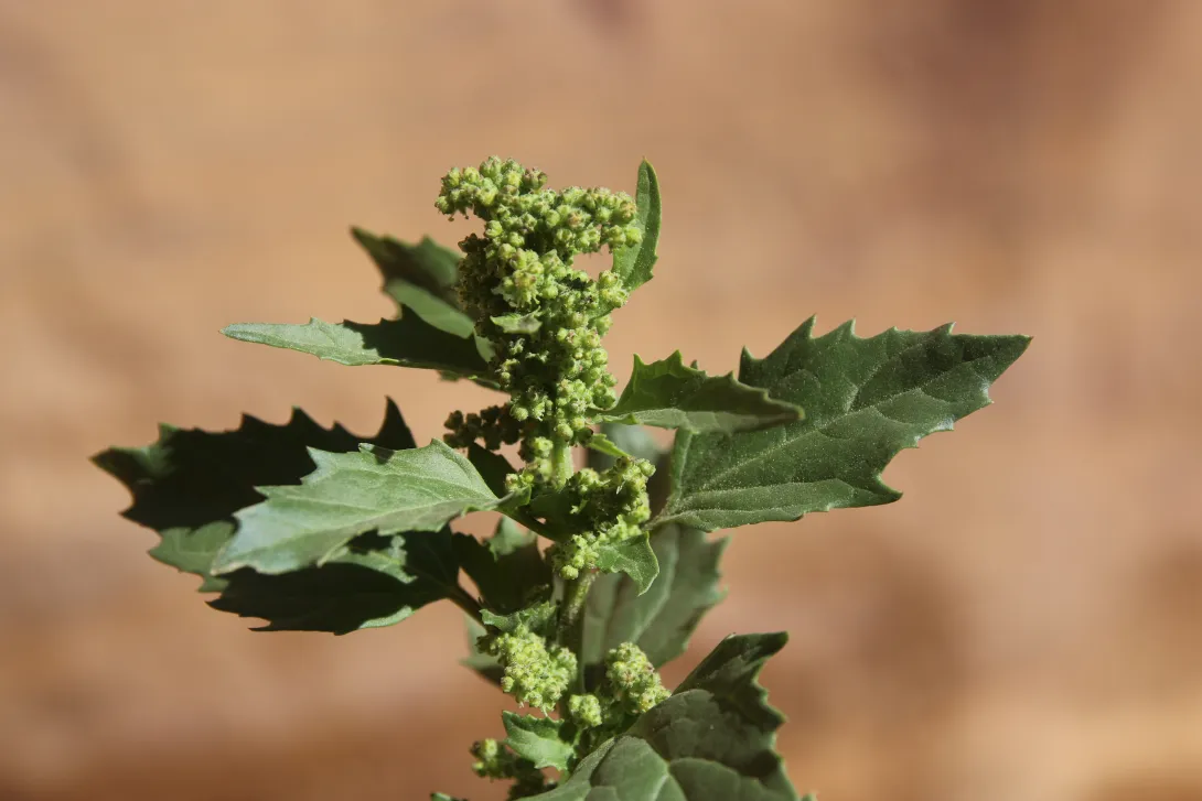 Chenopodiastrum murale leaves and flowers
