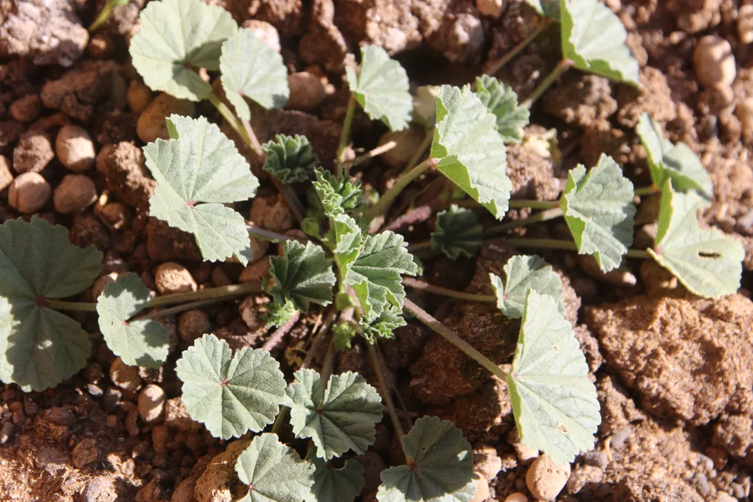 Whole plant