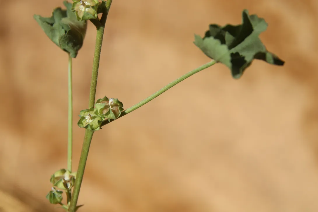 Malva parviflora fruit