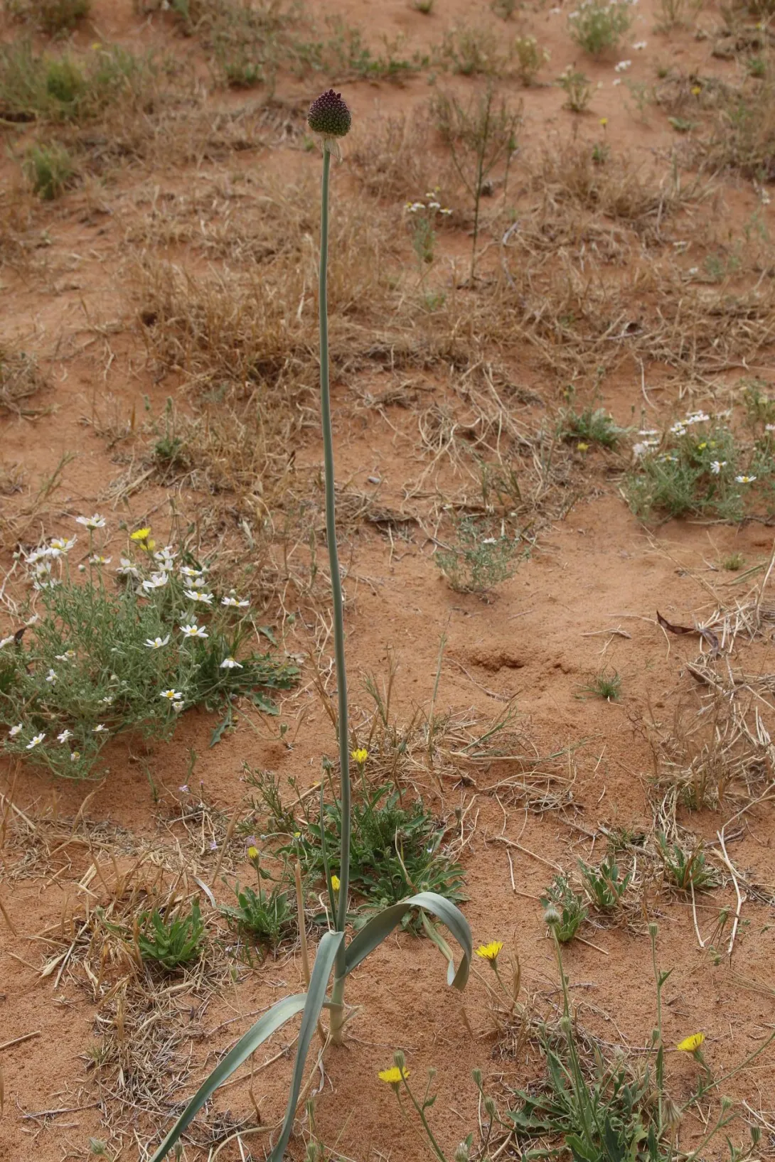 Whole plant