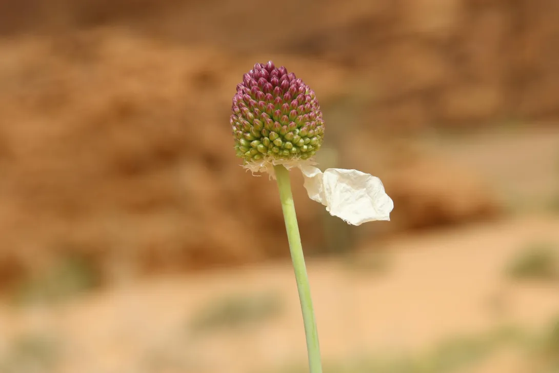 Flowers of Allium atroviolaceum