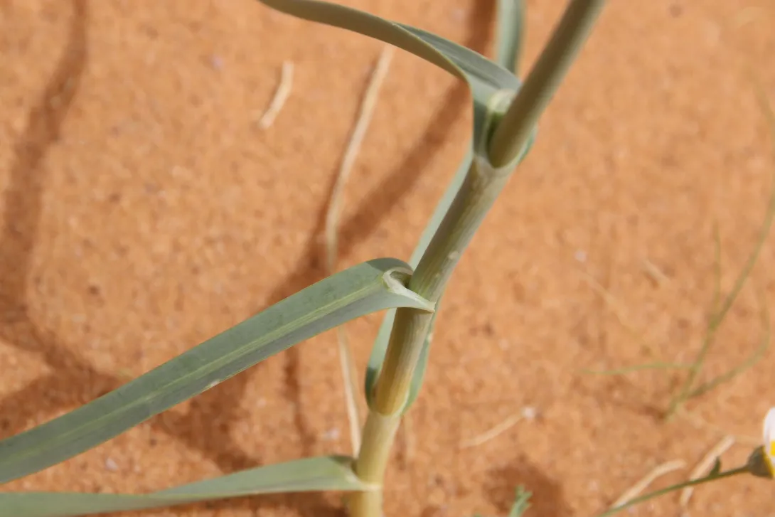 Leaves of Allium atroviolaceum