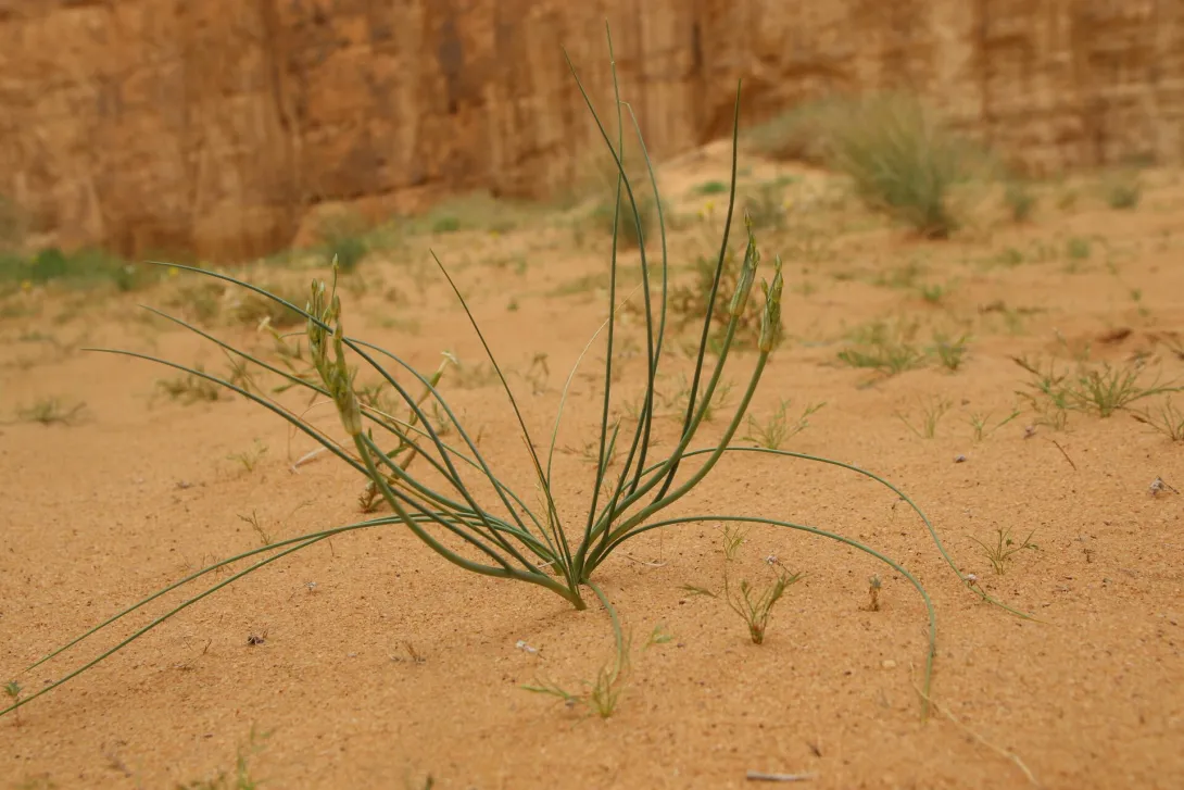 Whole plant
