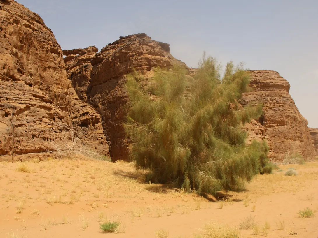 Whole plant