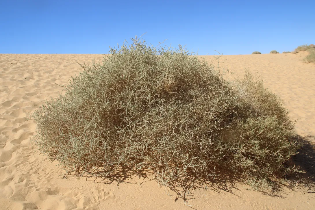 Whole plant