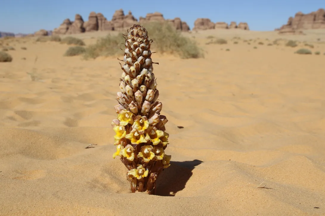 Cistanche tubulosa on a sandy plain