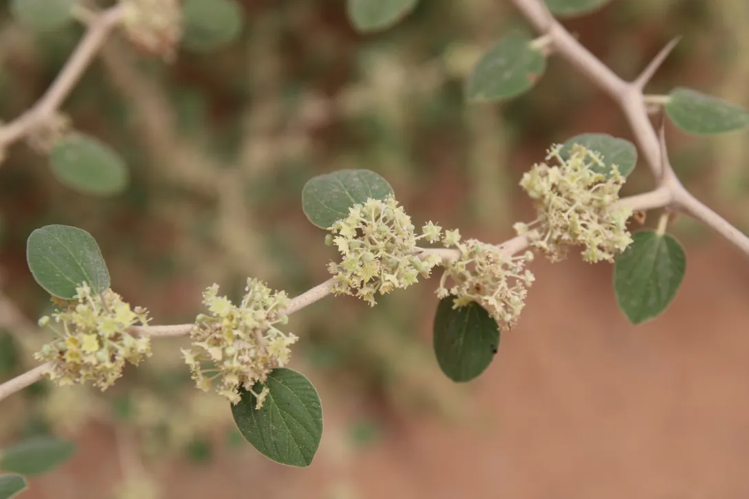 Ziziphus nummularia flowers