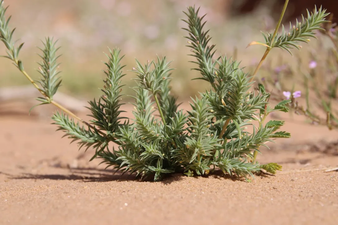 Whole plant