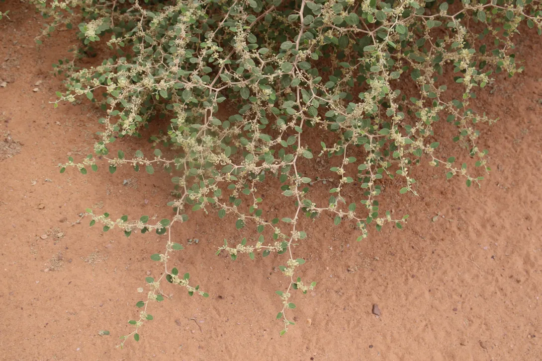 Ziziphus nummularia leaves