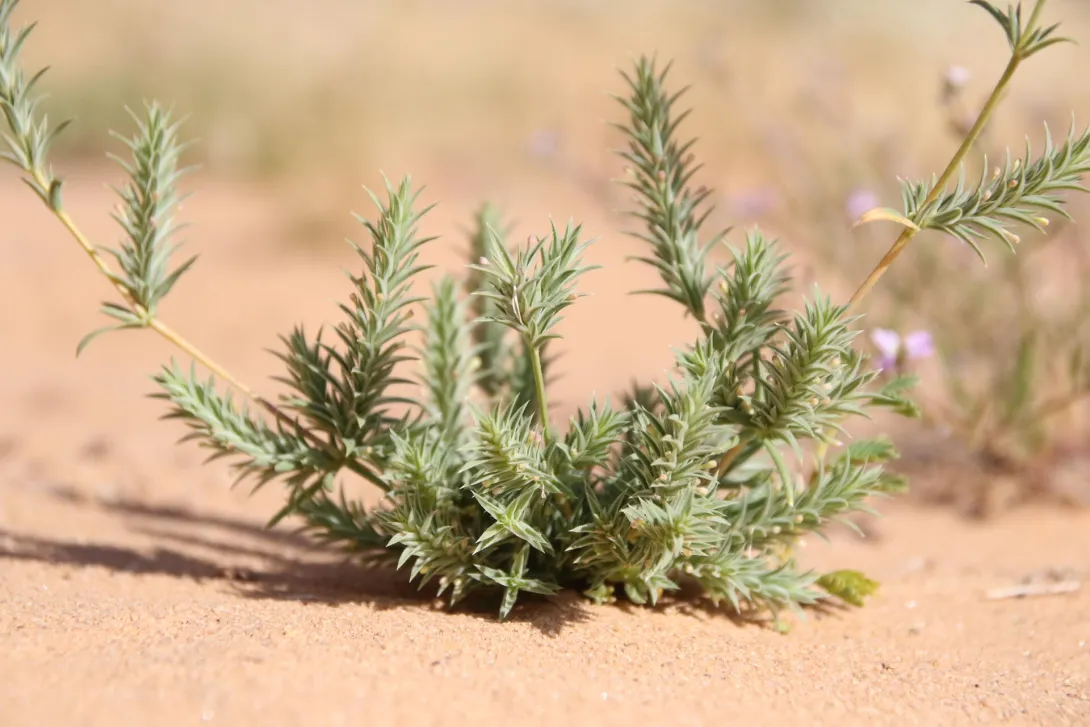 Whole plant