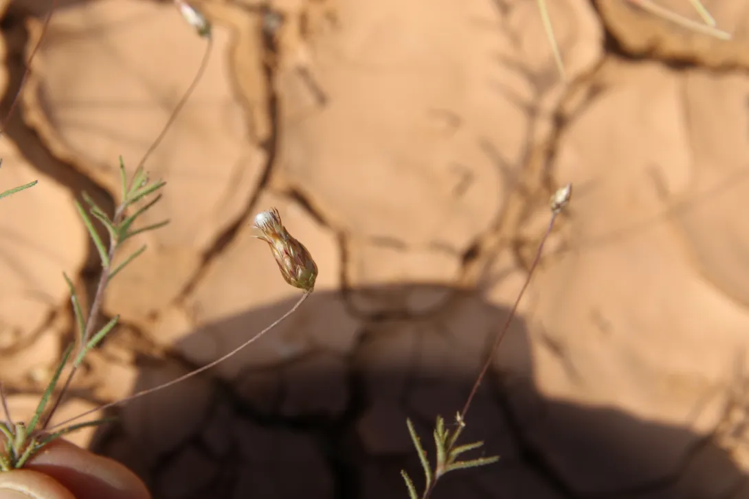 Leysera leyseroides fruits