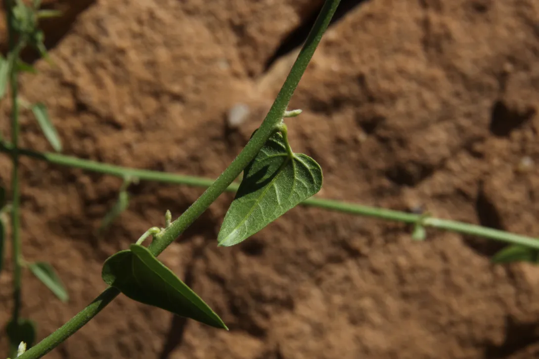 Cebatha pendula leaves