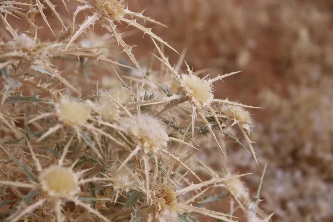 Atractylis carduus flowers