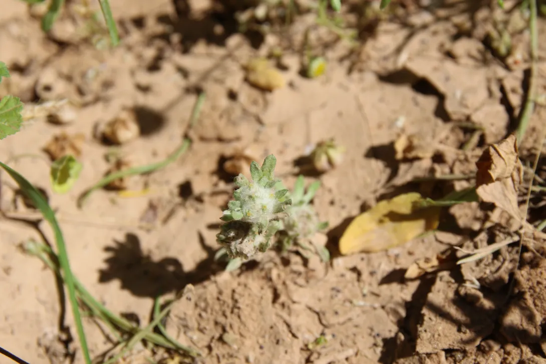 Whole plant