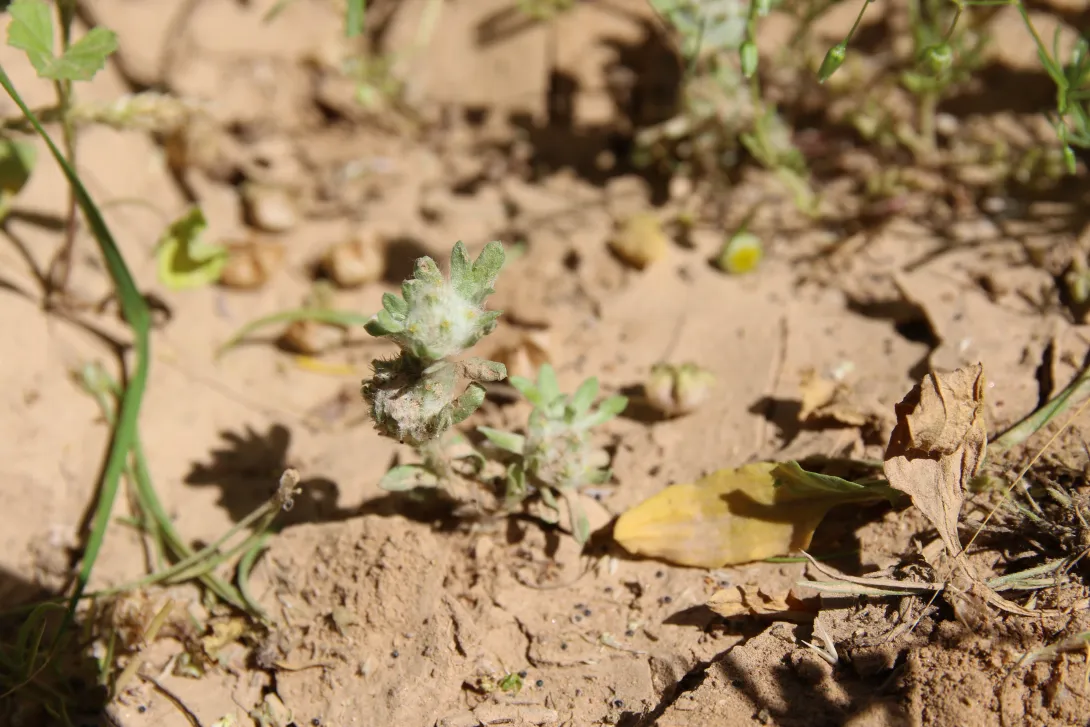 Whole plant