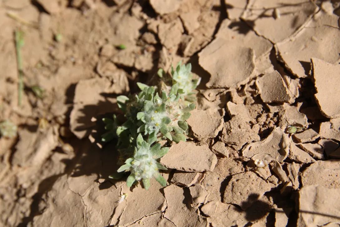 Whole plant