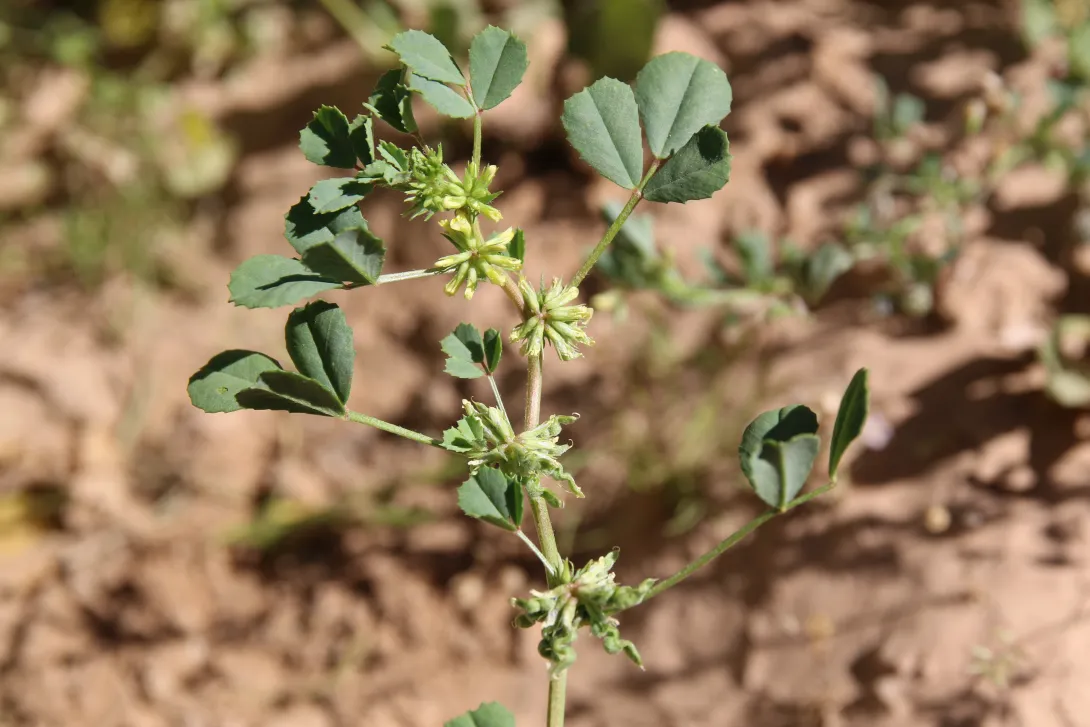 Trigonella anguina flowers