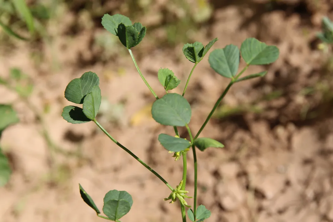 Trigonella glabra leaves