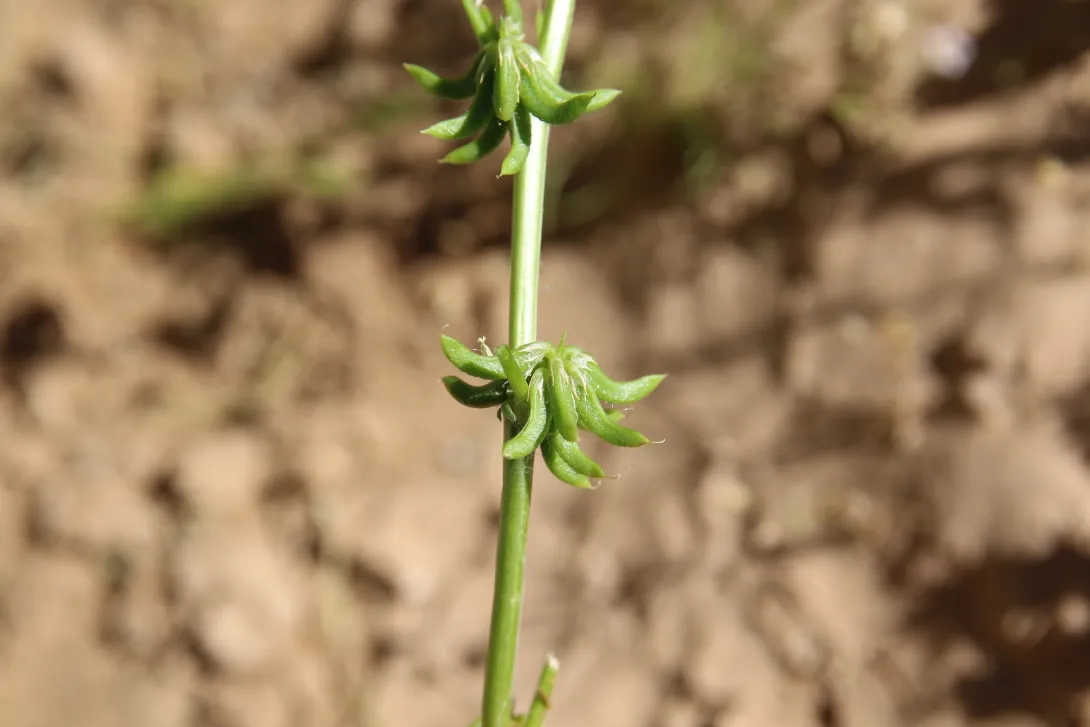 Trigonella glabra fruits