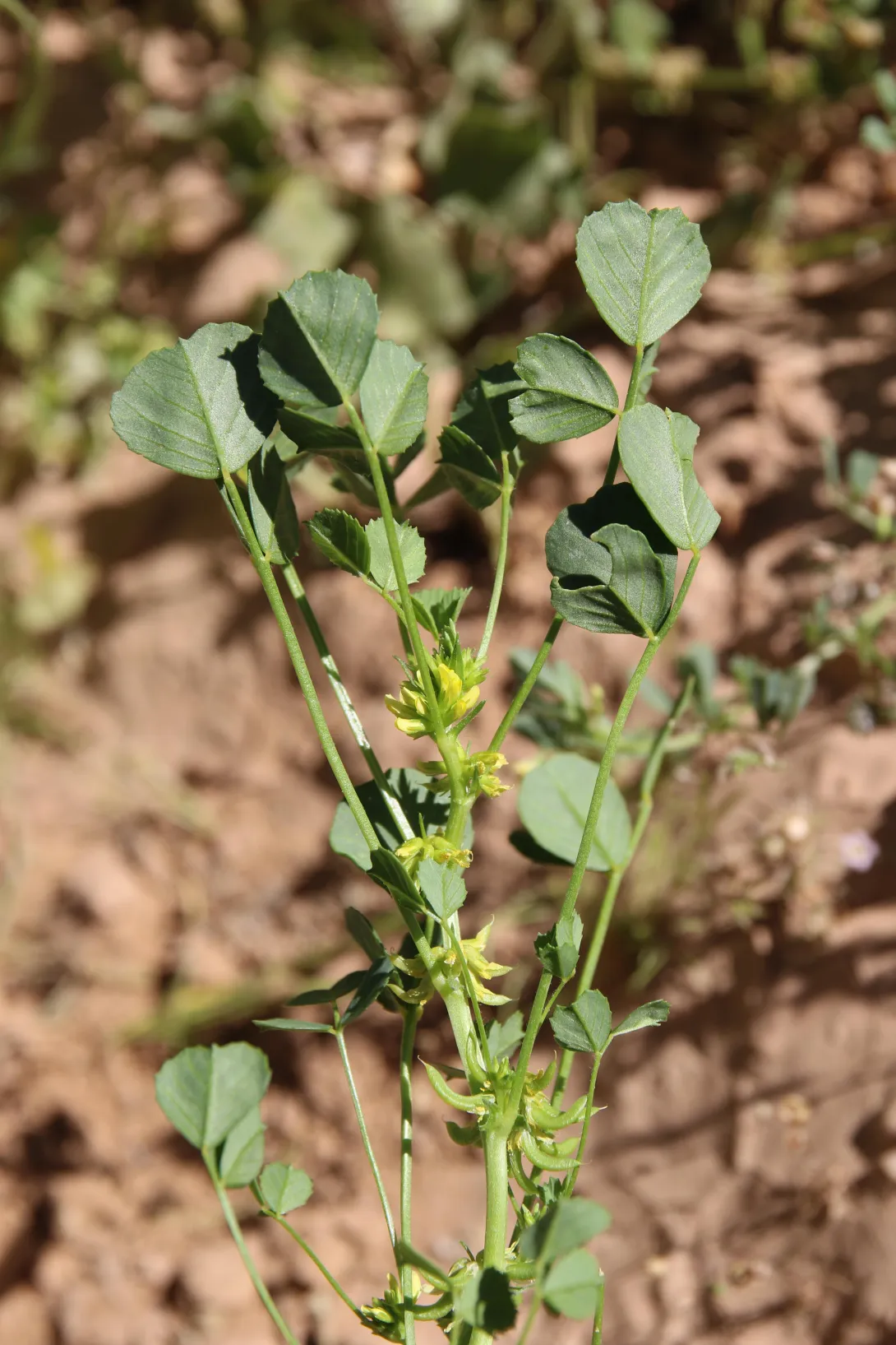Trigonella glabra