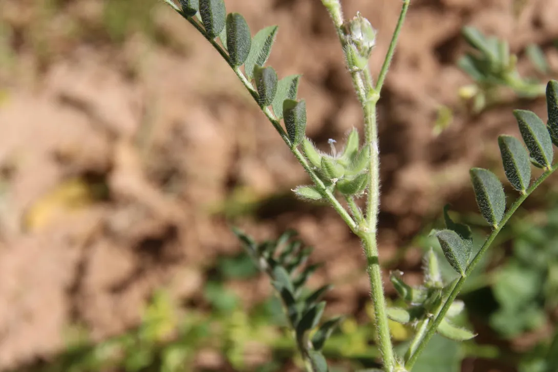 Astragalus tribuloides fruits and leaves