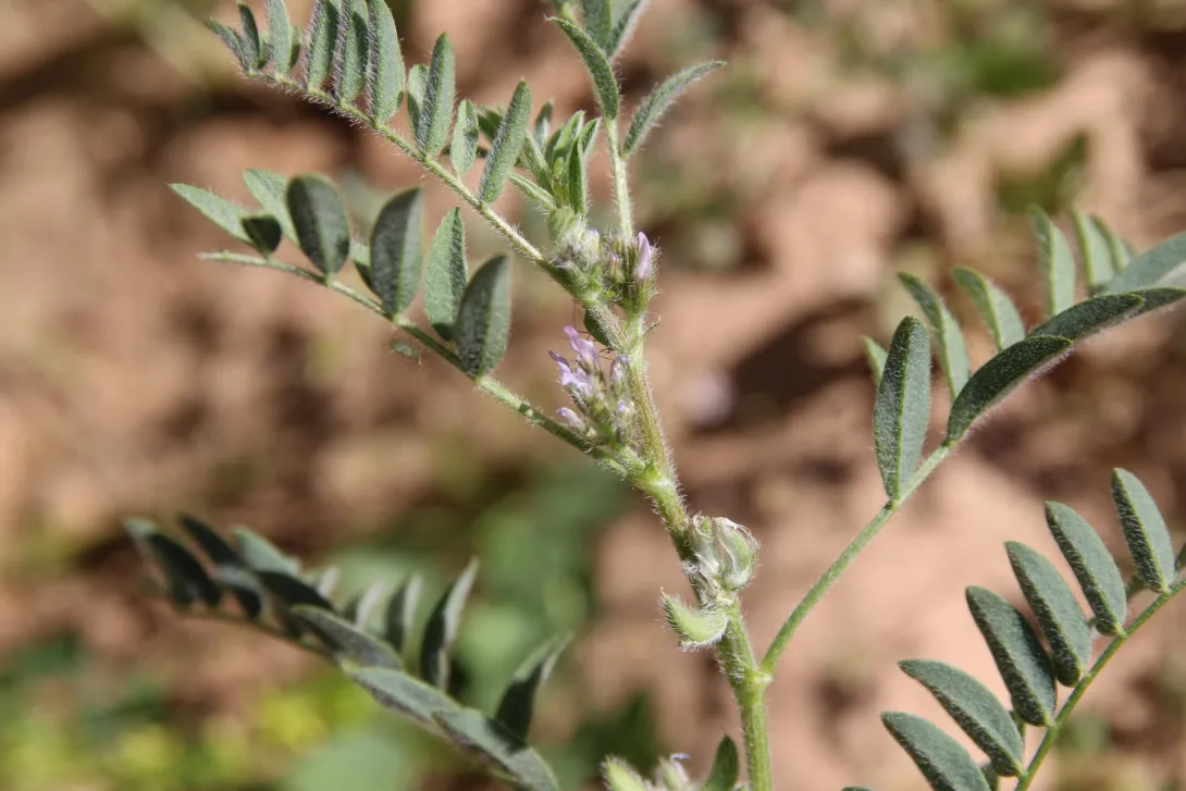 Astragalus tribuloides fruits and leaves