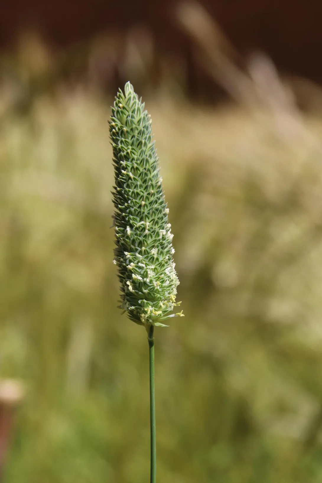 Phalaris minor flowers