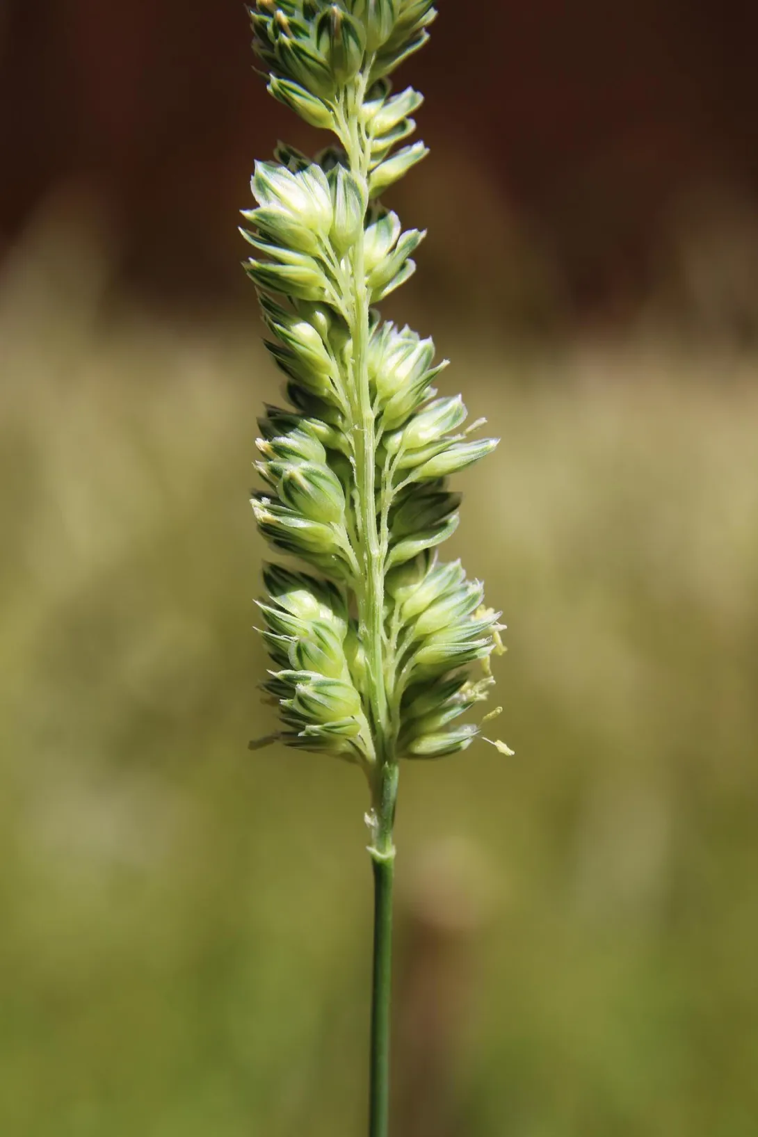 Phalaris minor flowers