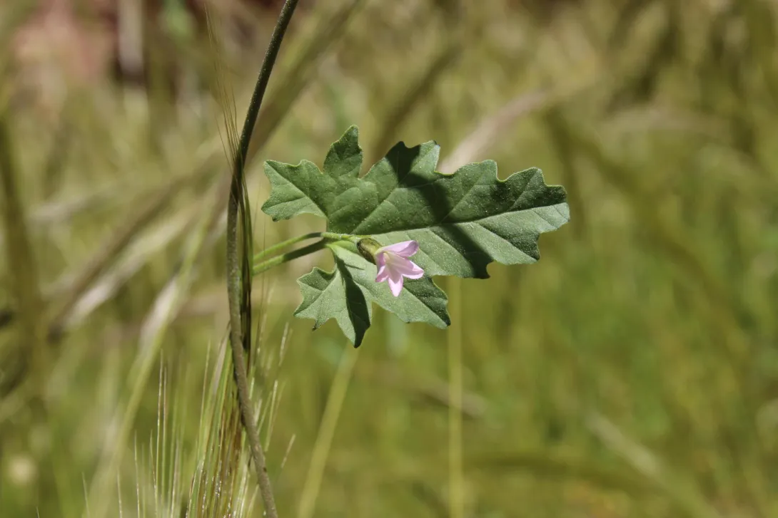 Convolvulus fatmensis leaf