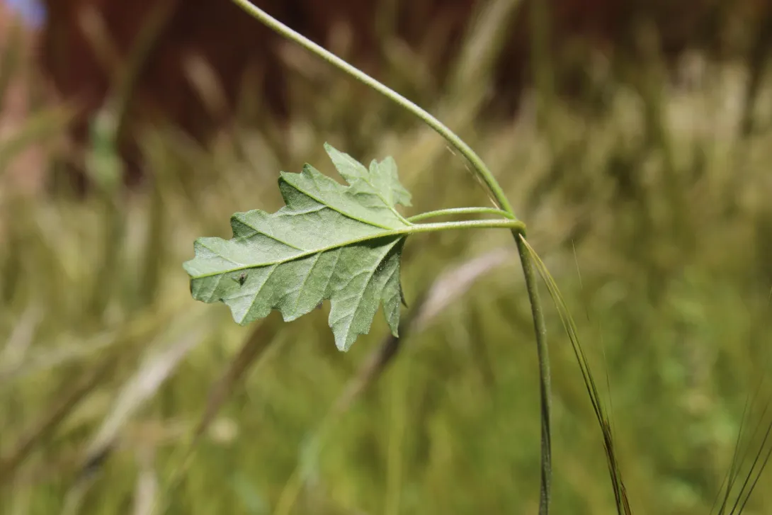 Convolvulus fatmensis leaf