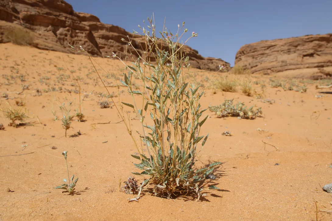 Whole plant