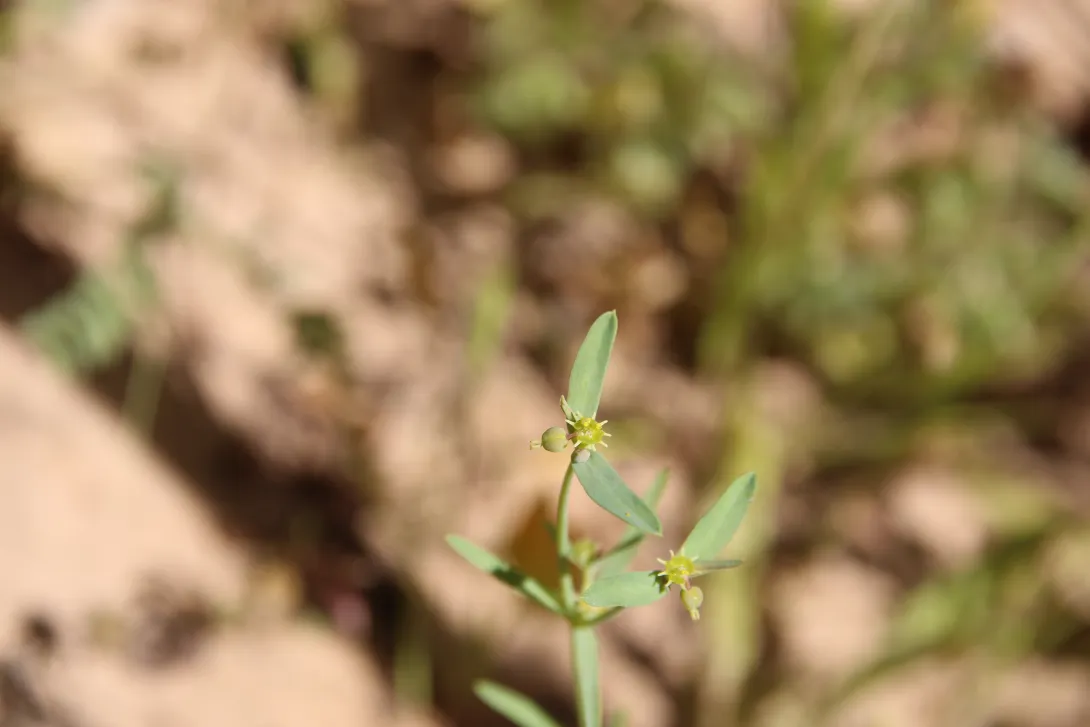 Euphorbia dracunculoides fruit/flower