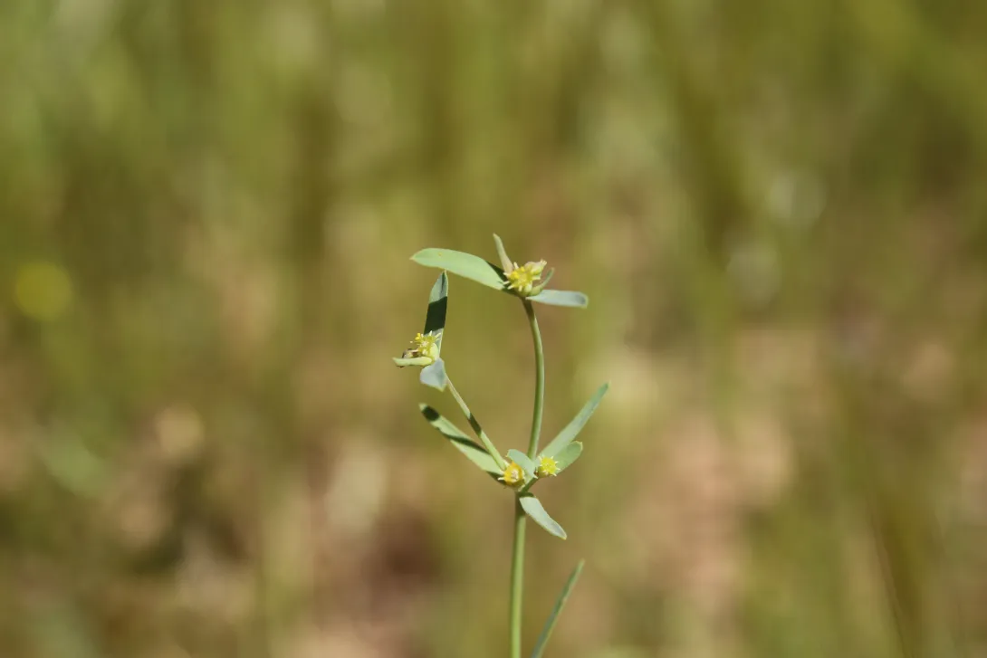 Euphorbia dracunculoides flowers and leaves