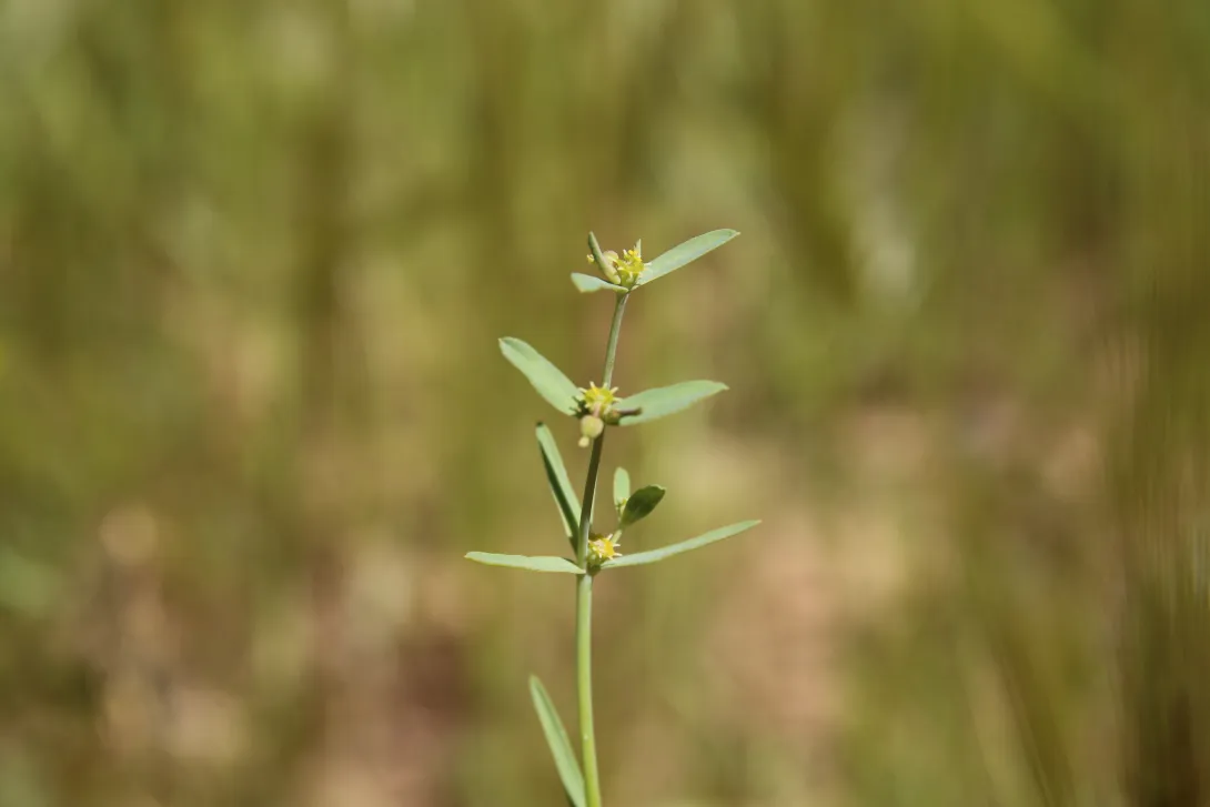 Euphorbia dracunculoides flowers and leaves