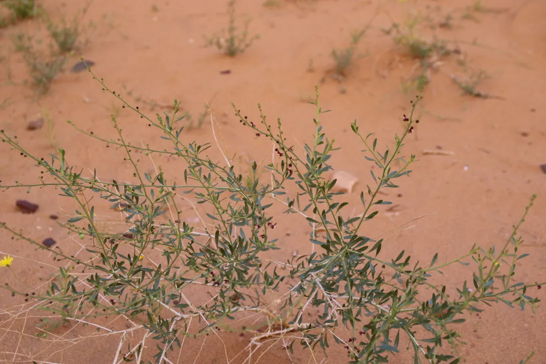 Scrophularia hypericifolia leaves