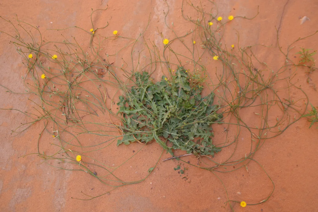 Whole plant