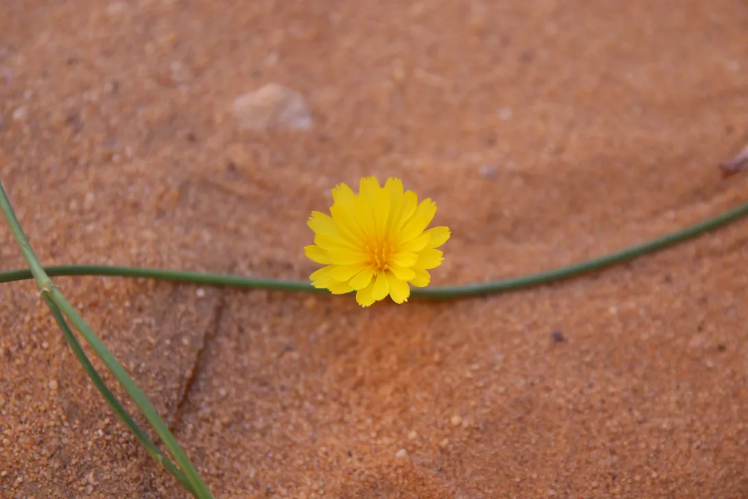 Launaea nudicaulis flowers