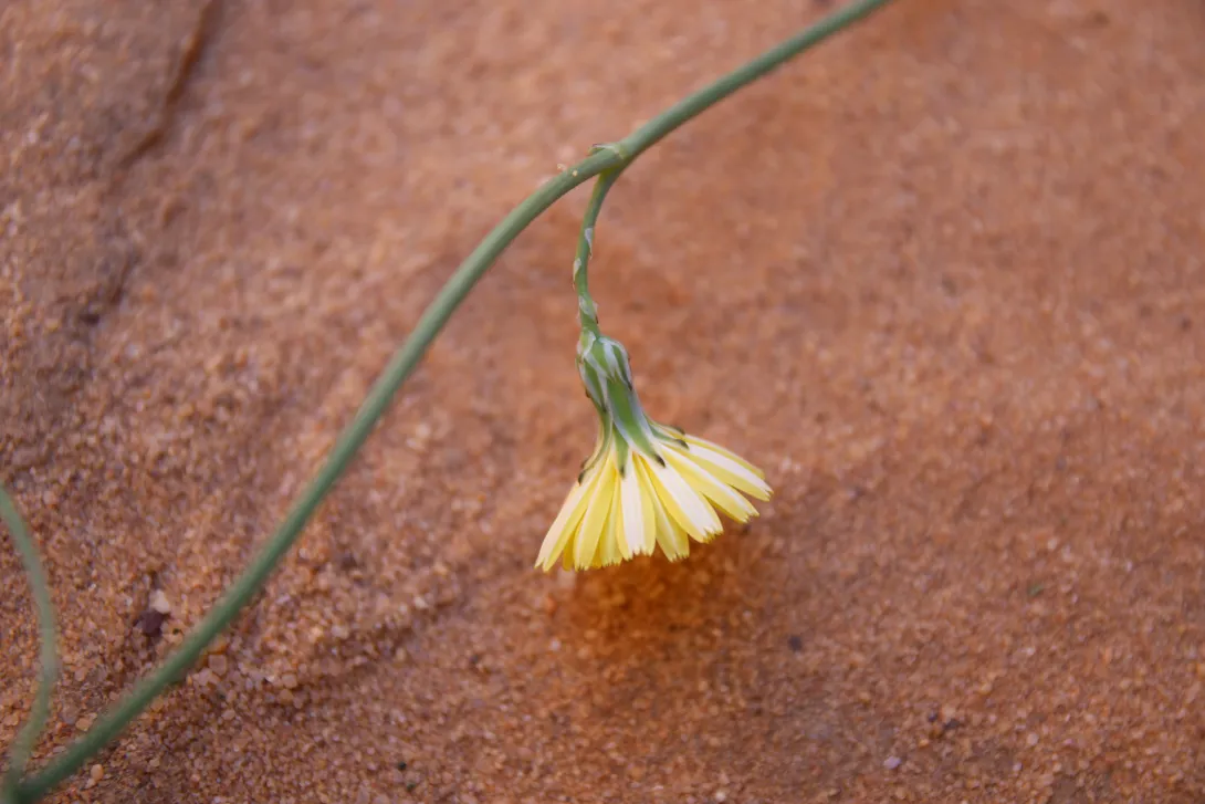 Launaea nudicaulis flowers