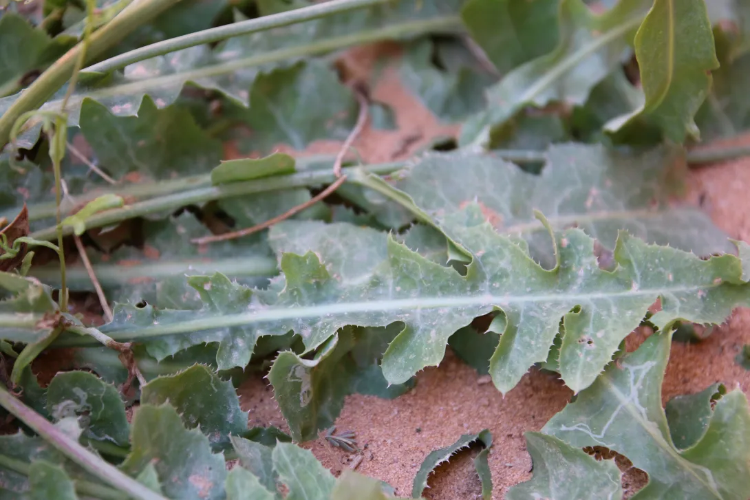 Launaea nudicaulis leaves