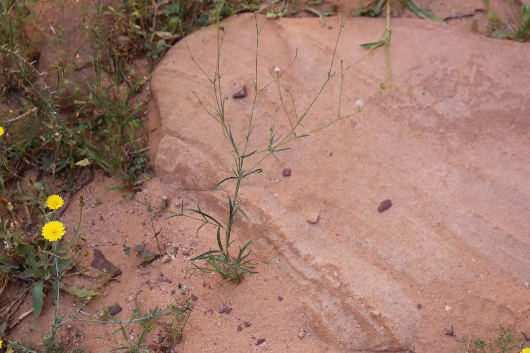 Whole plant