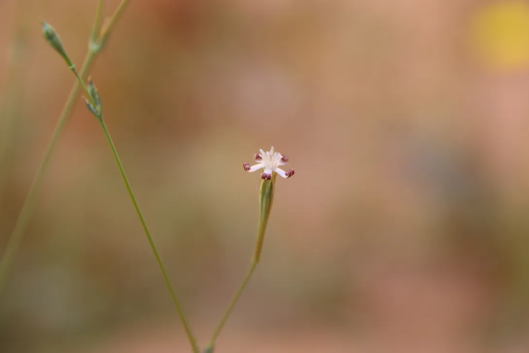 Silene linearis flower