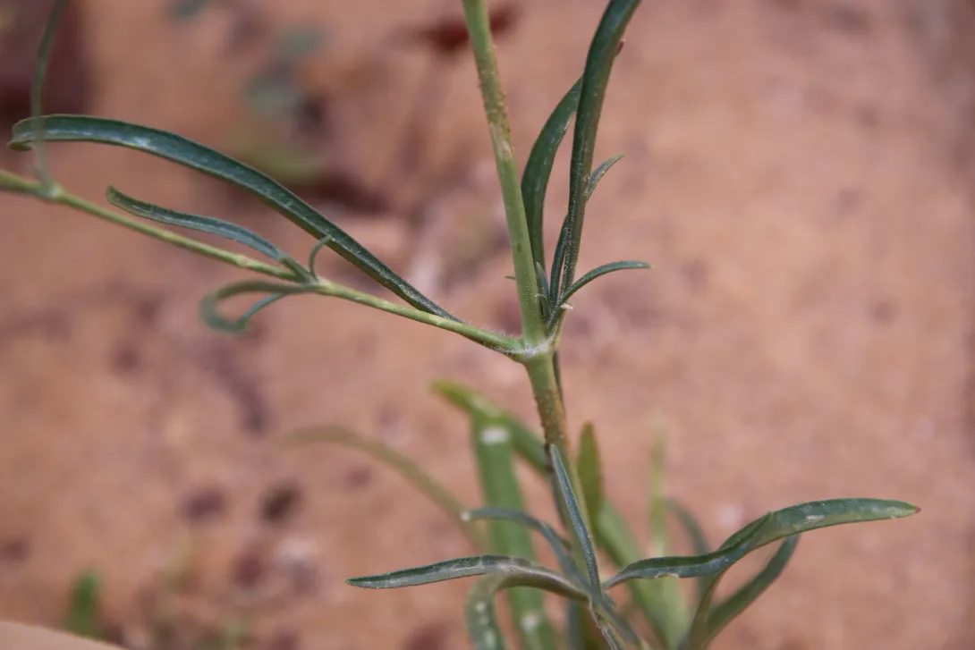 Silene linearis leaves