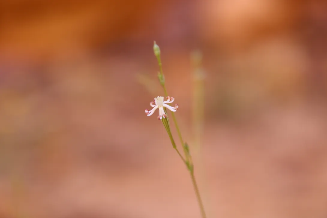 Silene linearis flower