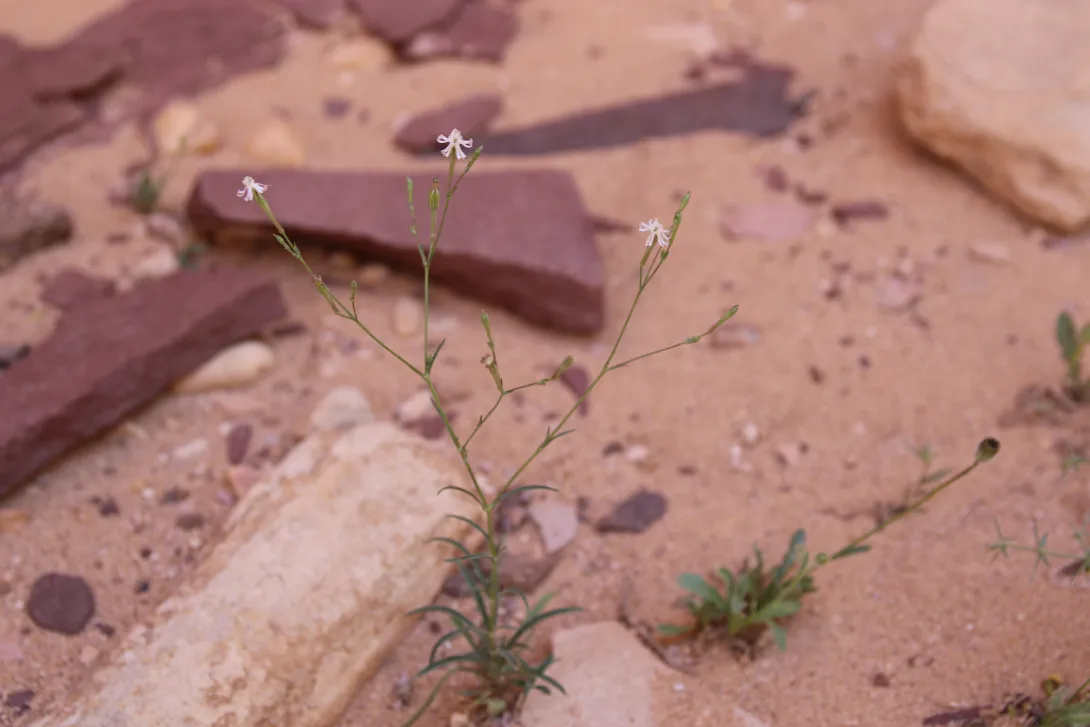 Whole plant