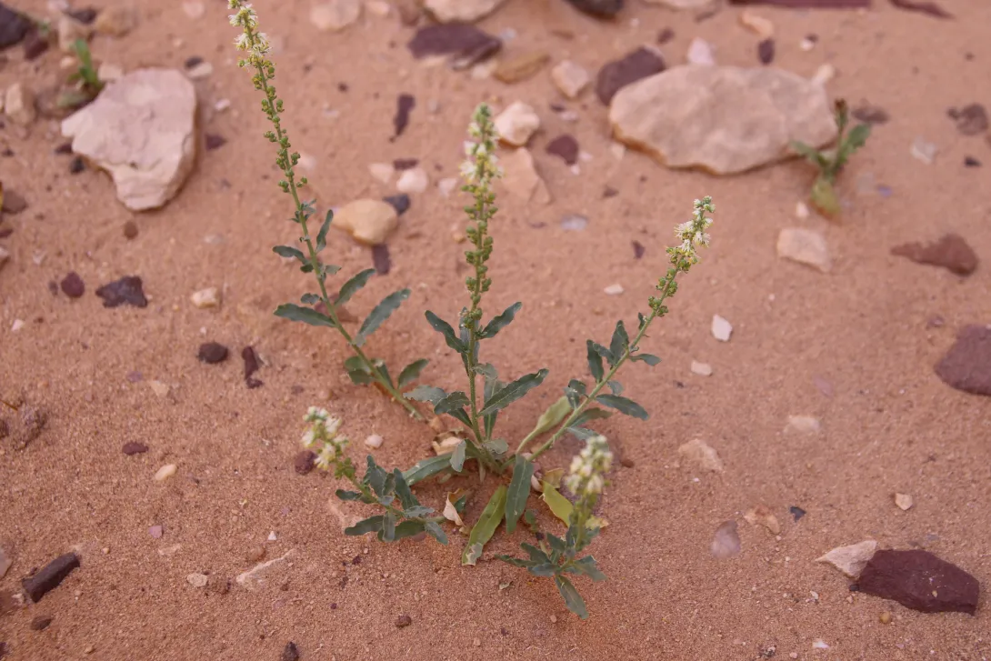 Whole plant