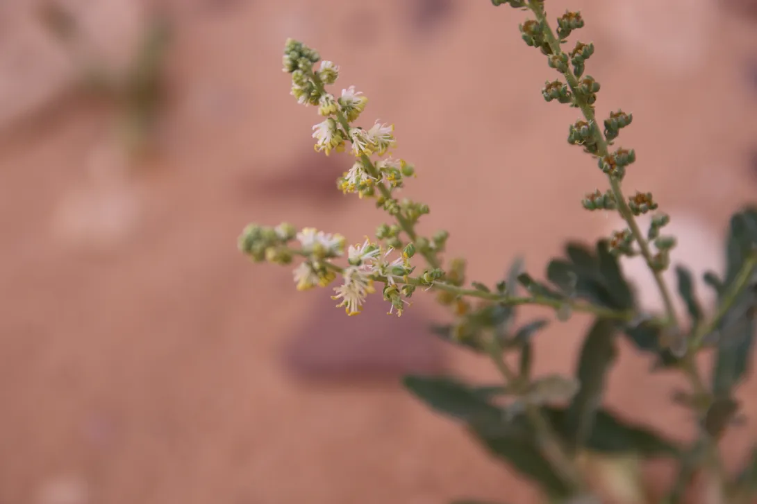 Caylusea hexagyna flowers