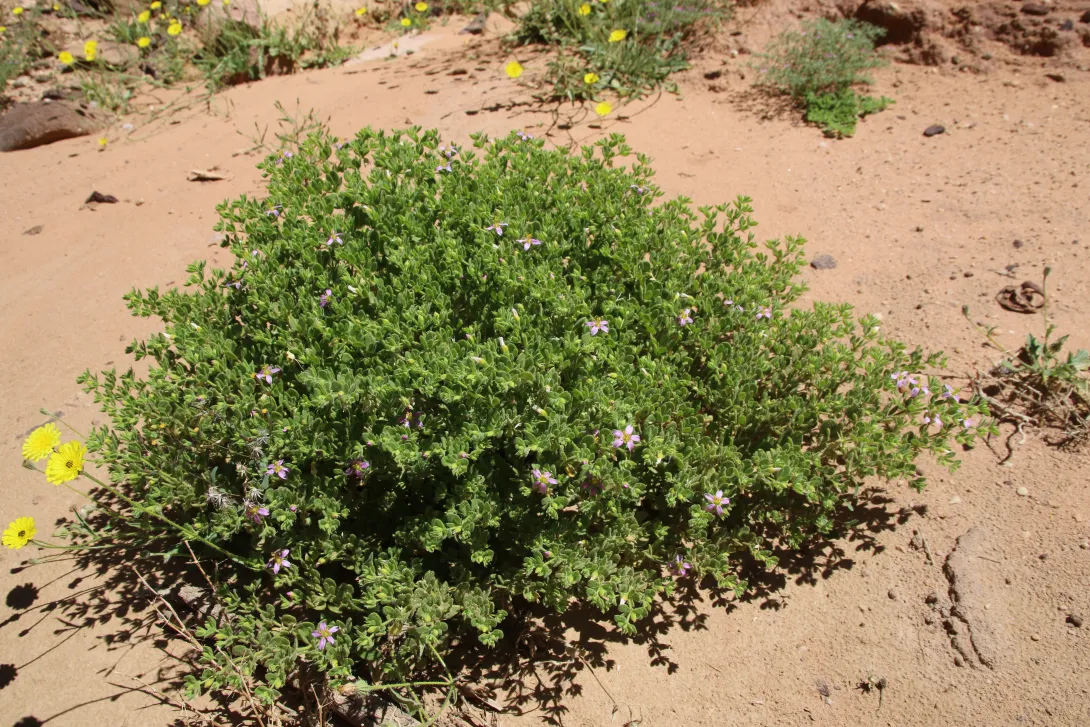 Whole plant