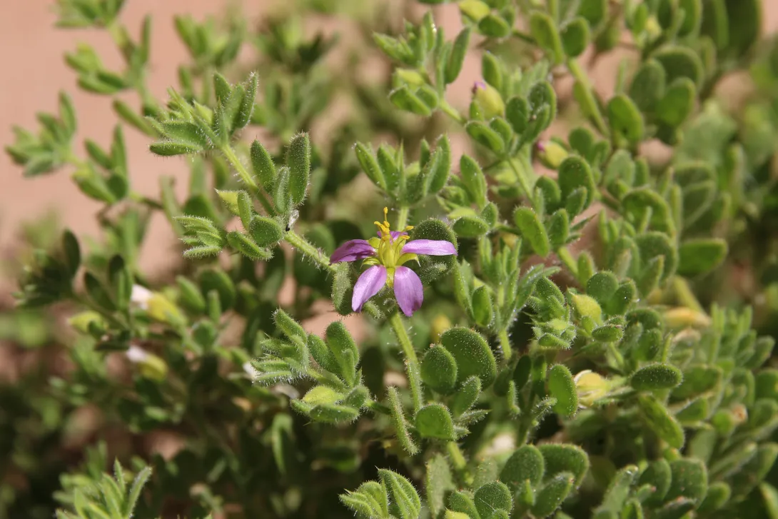 Zygophyllum molle flower
