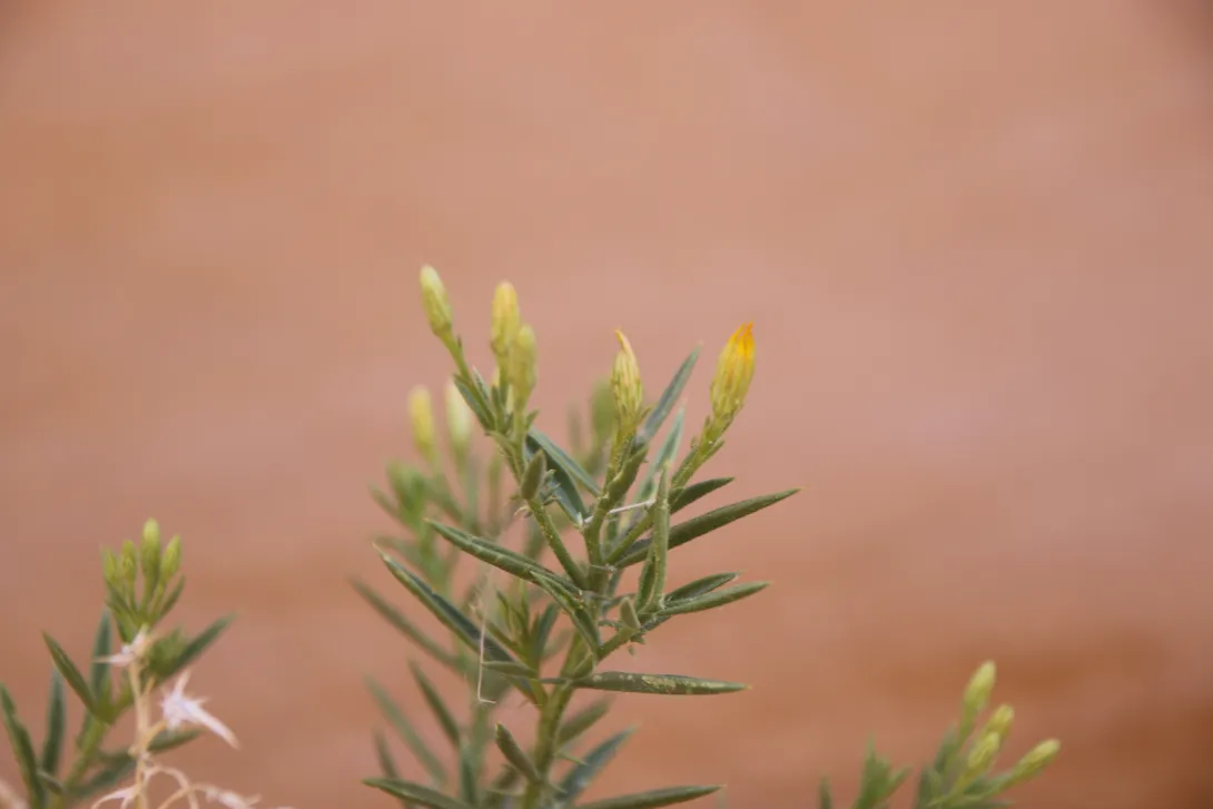 Iphiona scabra flowers
