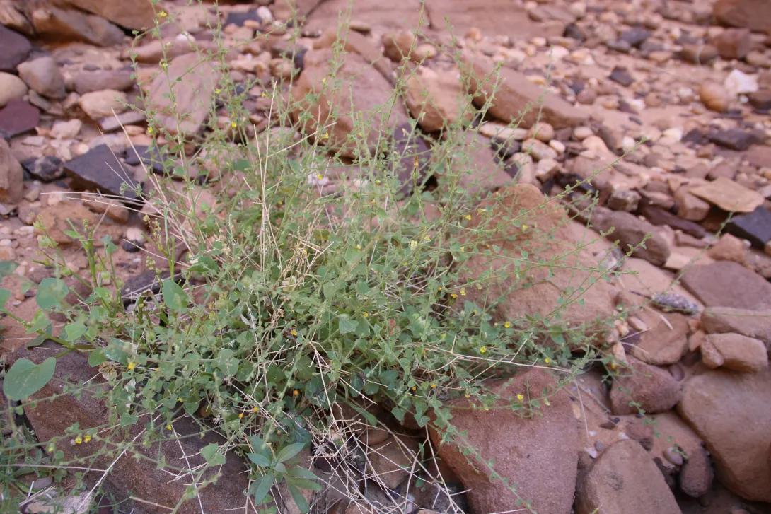 Whole plant